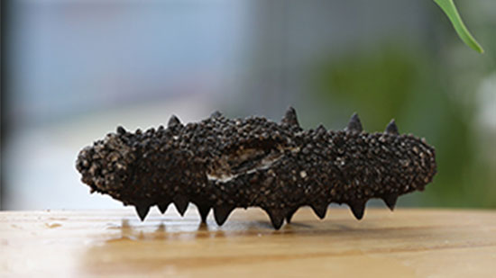 【達蓮海參課堂】海參的特別處在哪里